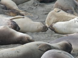 2008Elephant-Seals-4